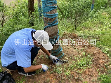 祖庙绿化树木治白蚁