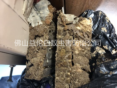 吉利白蚁巢灭治工程